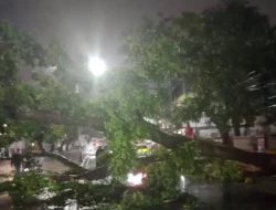 Hujan Deras dan Angin Kencang Terjang Medan, Pohon Tumbang di Sejumlah Titik